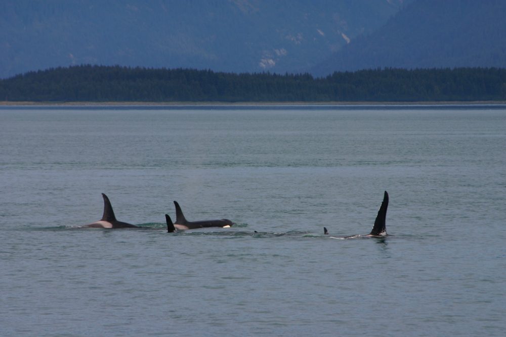 Pod of Killer Whales in Glacier Bay National Park, Alaska - Credit NPS