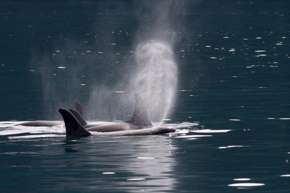 Pod of Orcas in Kenai Fjords National Park, Alaska - Credit NPS Jim Pfeiffenberger
