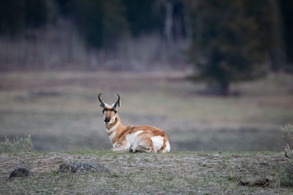 Pronghorn in Lamar Valley, Yellowstone National Park