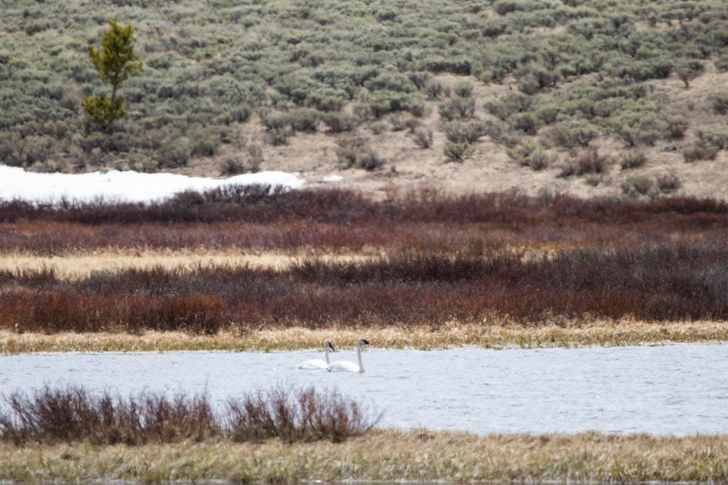 Trumpeter swans on Swan Lake, Yellowstone National Park
