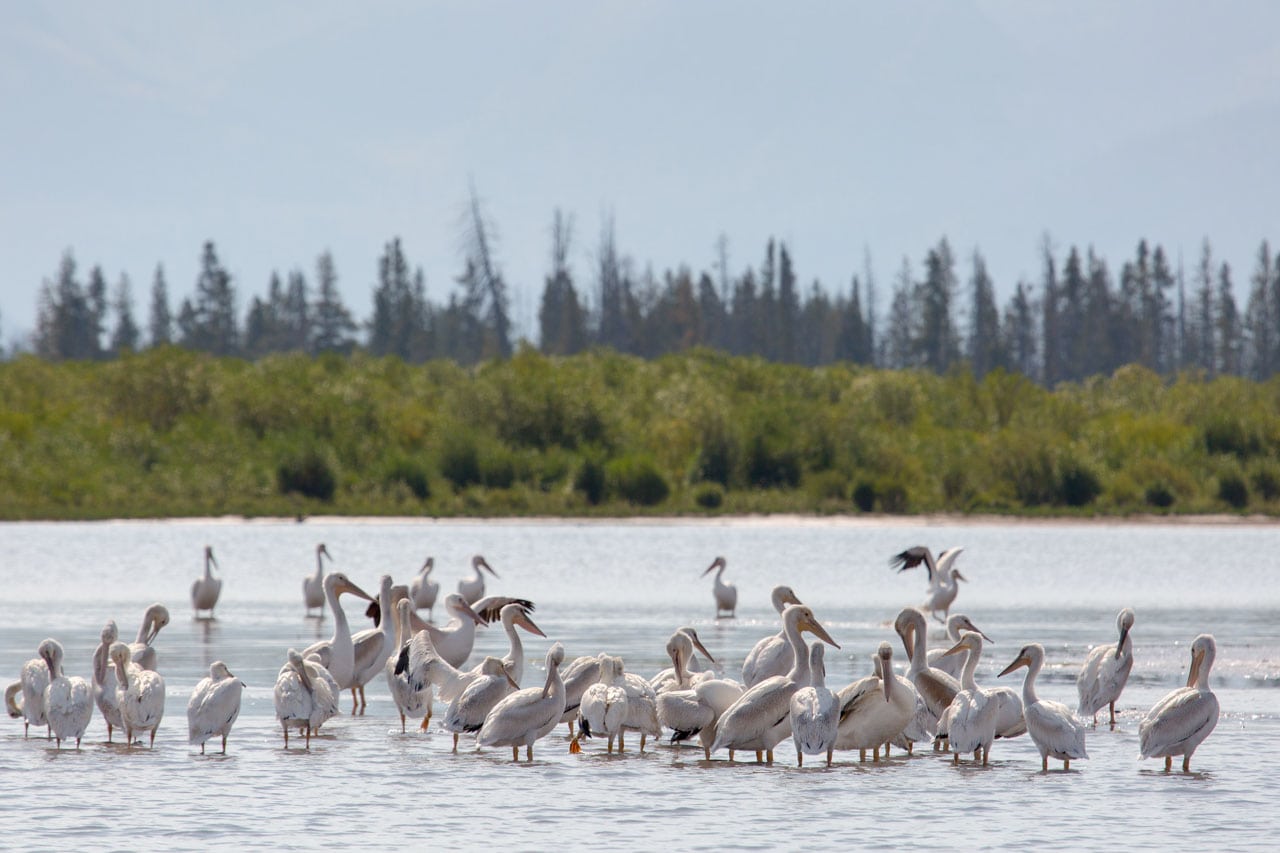 White pelicans on Yellowstone Lake, Yellowstone National Park - Credit NPS Neal Herbert