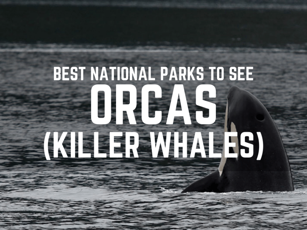 Wildlife National Parks - Orcas or Killer Whales