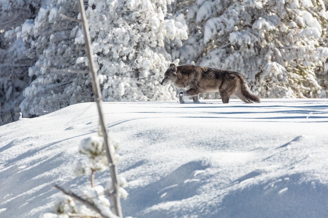 Wolf in winter in Yellowstone National Park - Credit NPS Jacob W. Frank