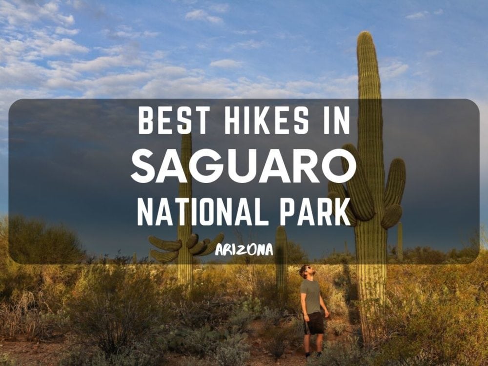 Best Hikes in Saguaro National Park, Arizona