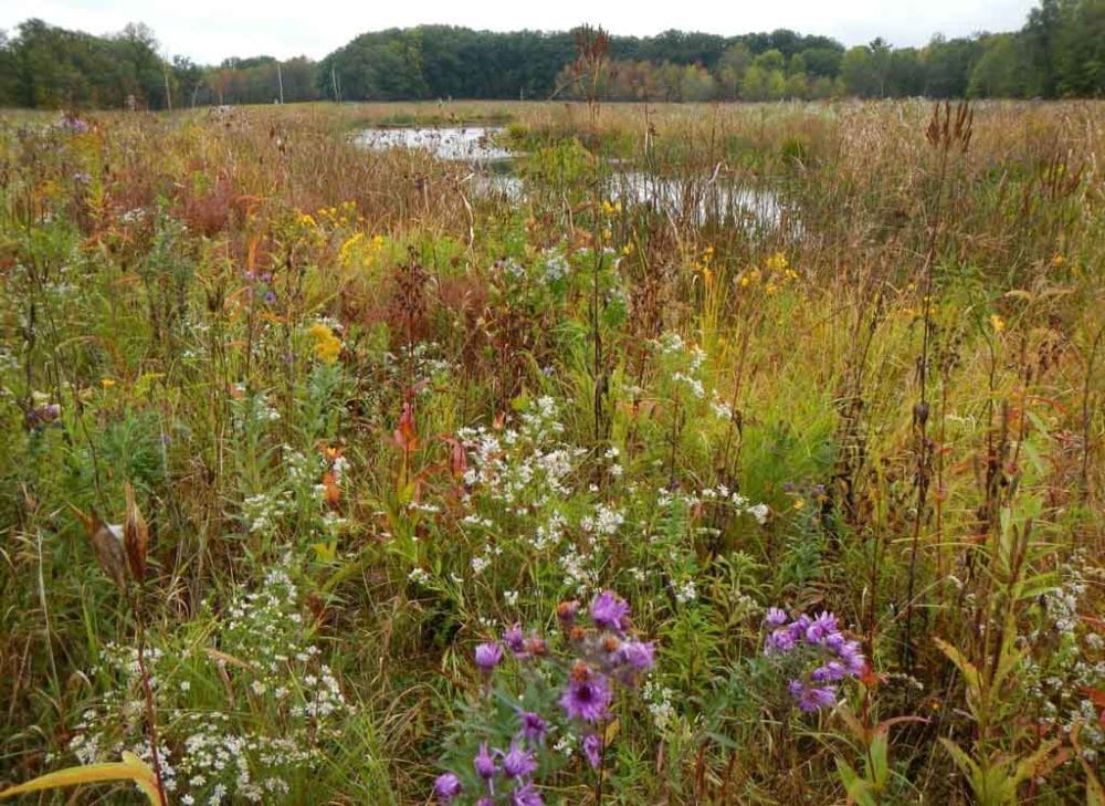 Cuyahoga Valley Krejci Dump site wetlands and meadows in 2015 - NPS Chris Davis