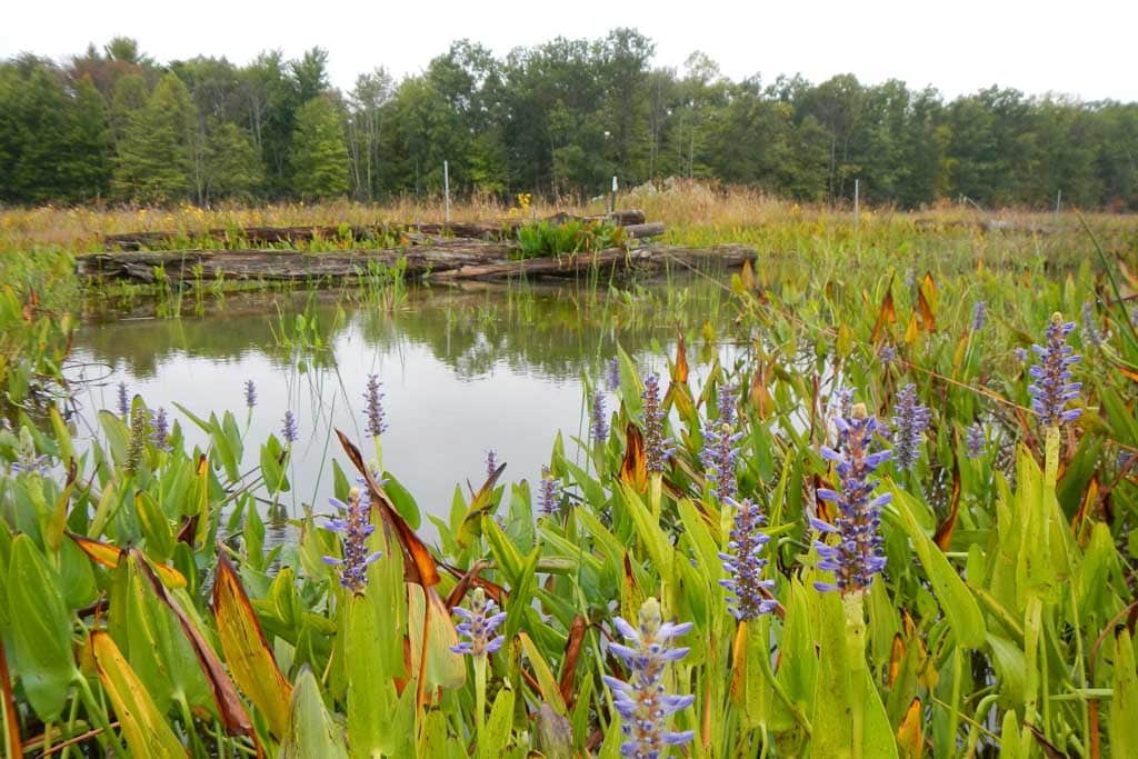 Cuyahoga Valley wetland pool in 2015 - NPS Chris Davis