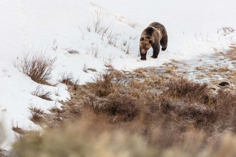 First Yellowstone Grizzly Bear of 2021 - Credit NPS Jacob W. Frank