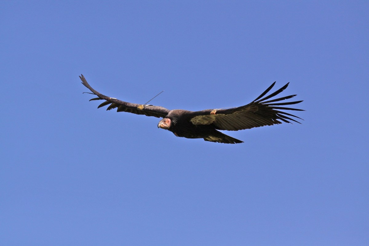 Redwood National Park California Condor Reintroduction Program - Credit Chris West Yurok Tribe