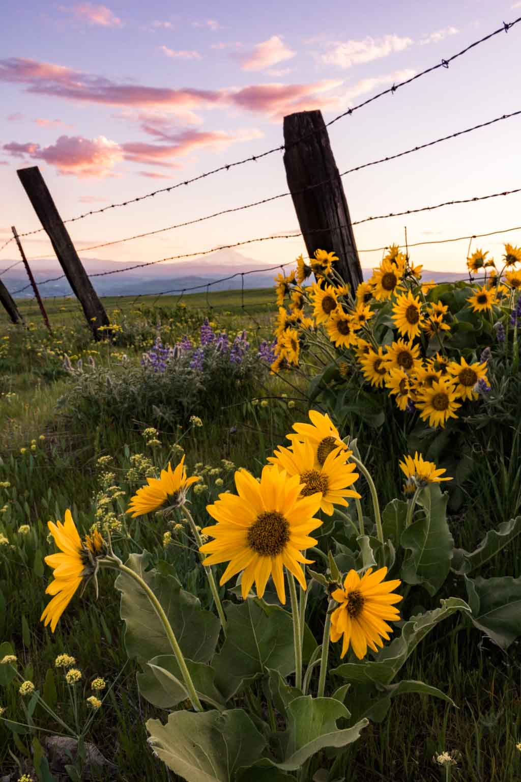 Balsamroot in bloom in the Columbia Hills, Washington State