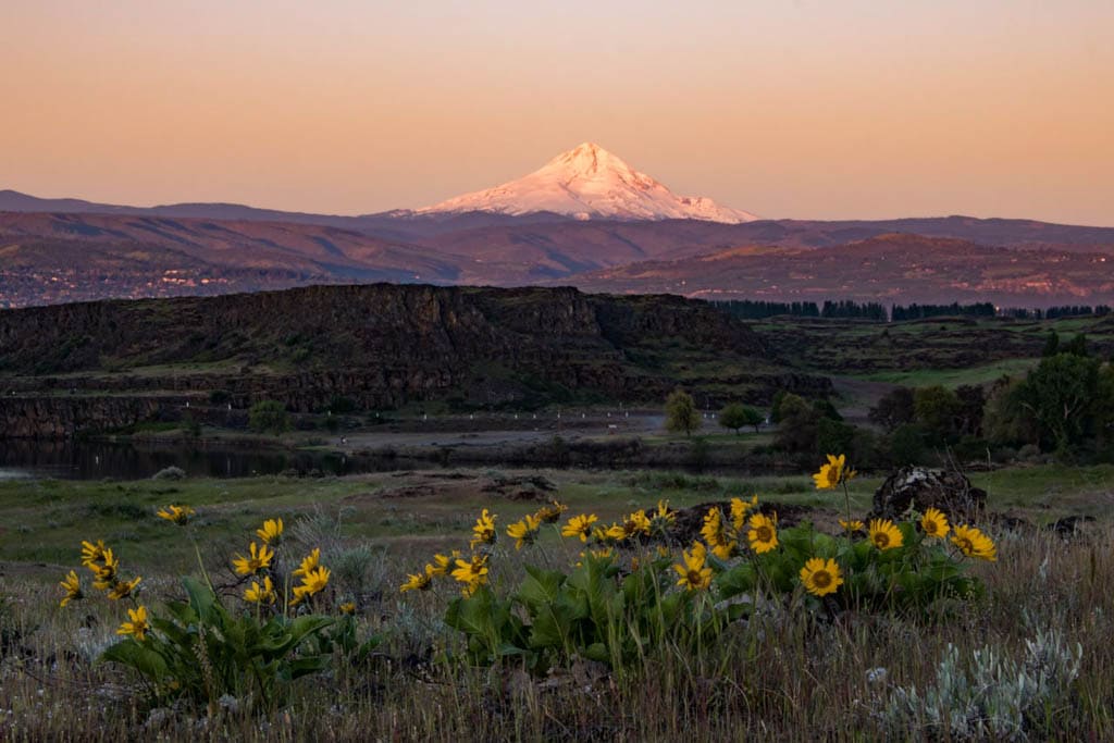 Balsamroot in the Columbia Hills with view of Mount Hood