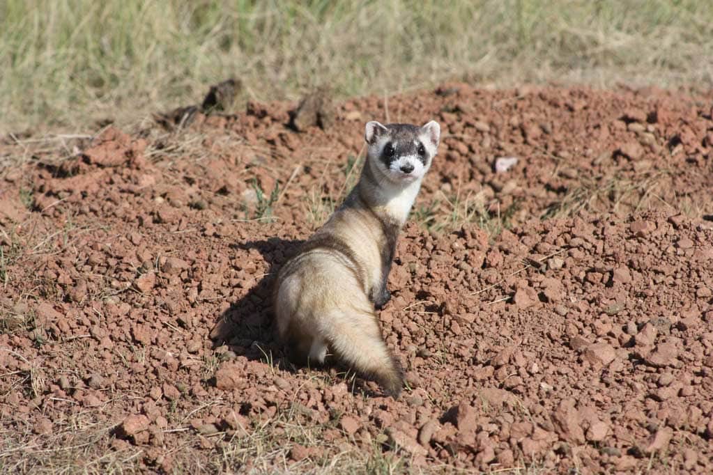 Black-footed ferret in Wind Cave National Park - Credit NPS