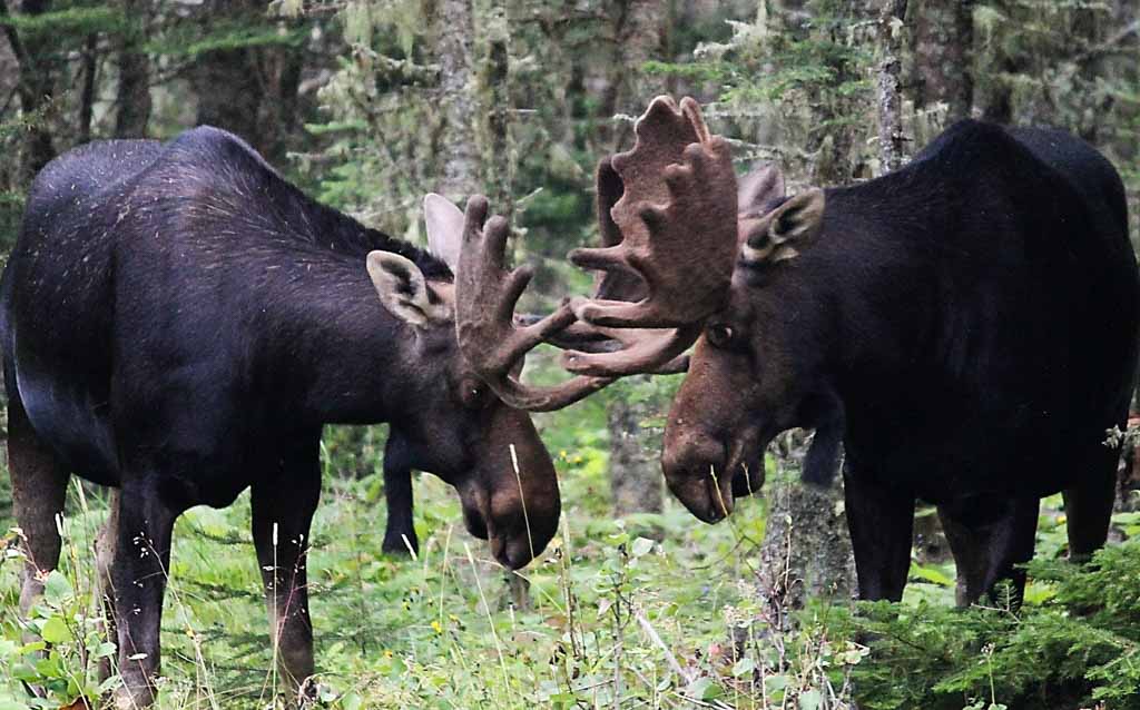 Bull moose in Isle Royale National Park - Credit NPS Kelly Morrissey