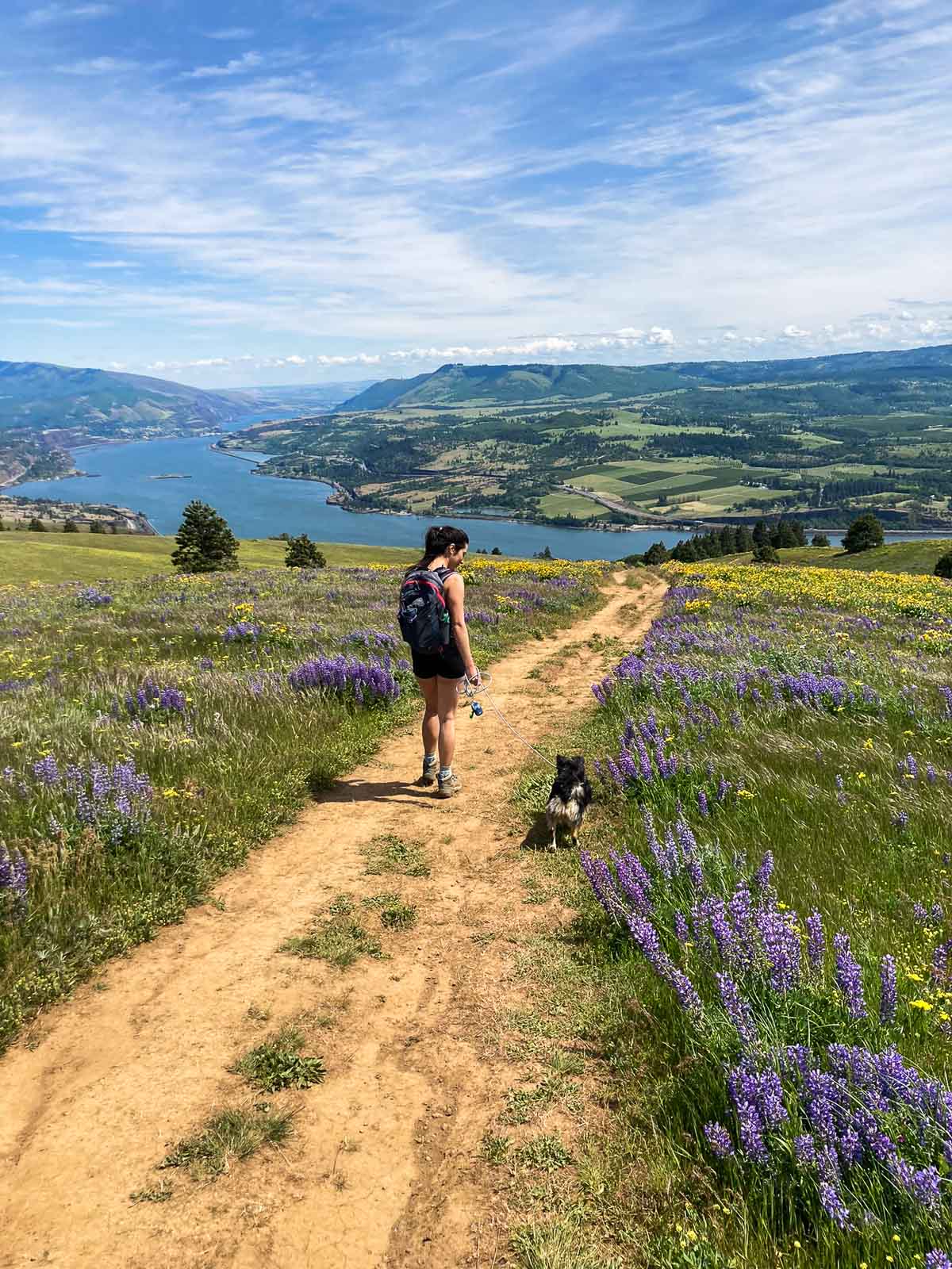 Hiker and dog amid wildflowers on Coyote Wall Trail in Columbia River Gorge, Washington