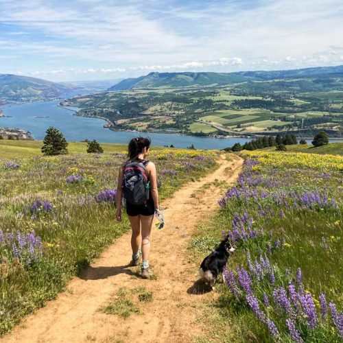 Hiker and small dog amid wildflowers on Coyote Wall Trail, Columbia River Gorge, Washington State