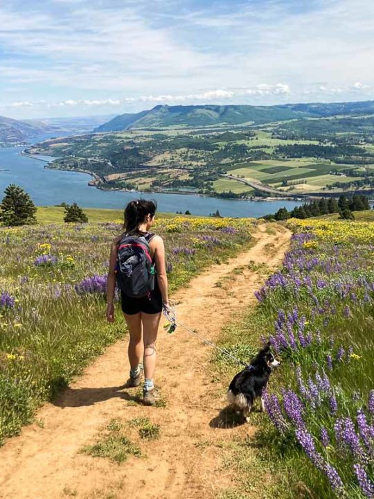 Hiker and small dog amid wildflowers on Coyote Wall Trail, Columbia River Gorge, Washington State