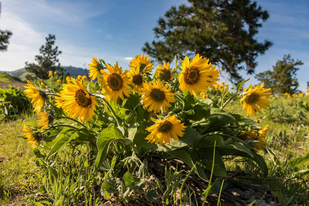 Memaloose Hills Trail, Columbia River Gorge wildflowers, Oregon