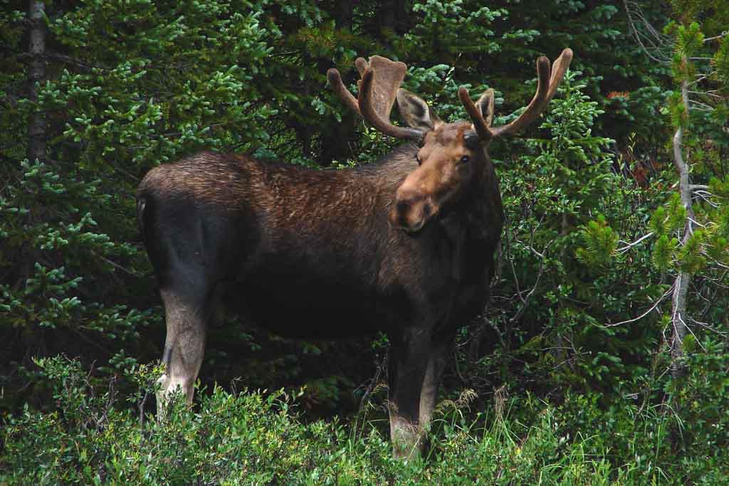 Moose in Rocky Mountain National Park, Colorado - Photo Credit NPS Karen Battle-Sanborn
