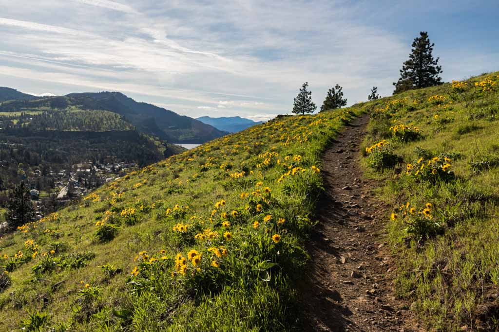 Mosier Plateau wildflowers, Columbia River Gorge, Oregon
