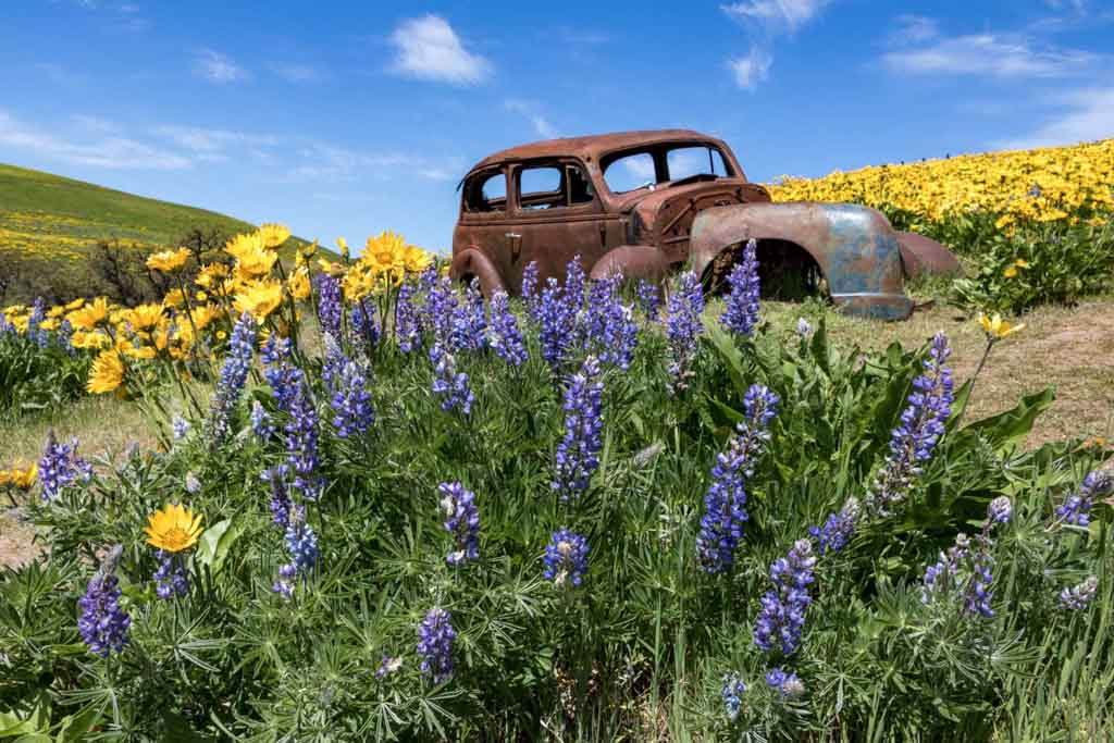 Old car and wildflowers at Dalles Mountain Ranch, Columbia Hills, Washington