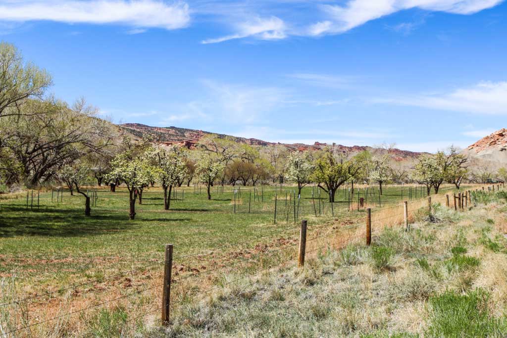 Orchard in Fruita, Capitol Reef National Park, one of the best national parks for foraging and picking fruit