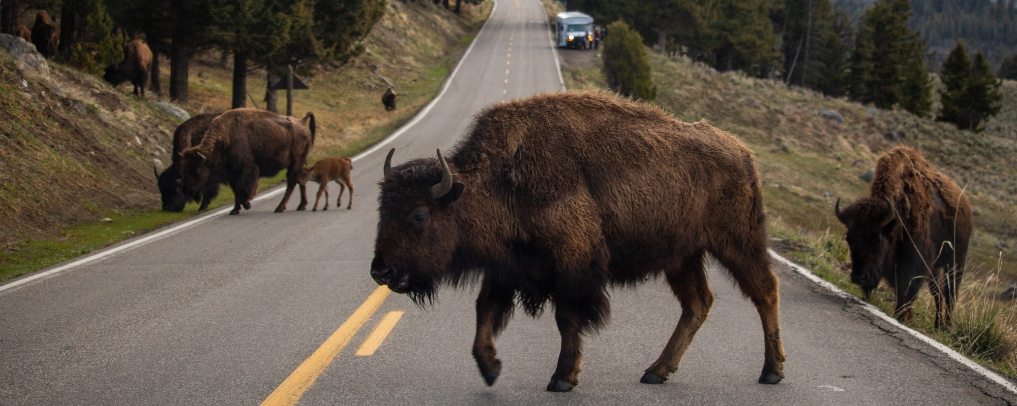 Bison crossing road at Tower-Roosevelt, Yellowstone National Park