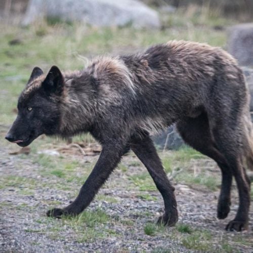 Black wolf in the Lamar Valley, Yellowstone National Park