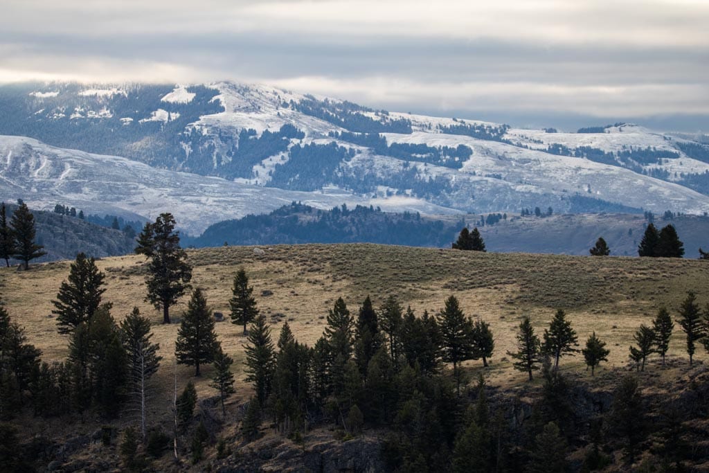 Blacktail Plateau landscape in the morning, Yellowstone National Park
