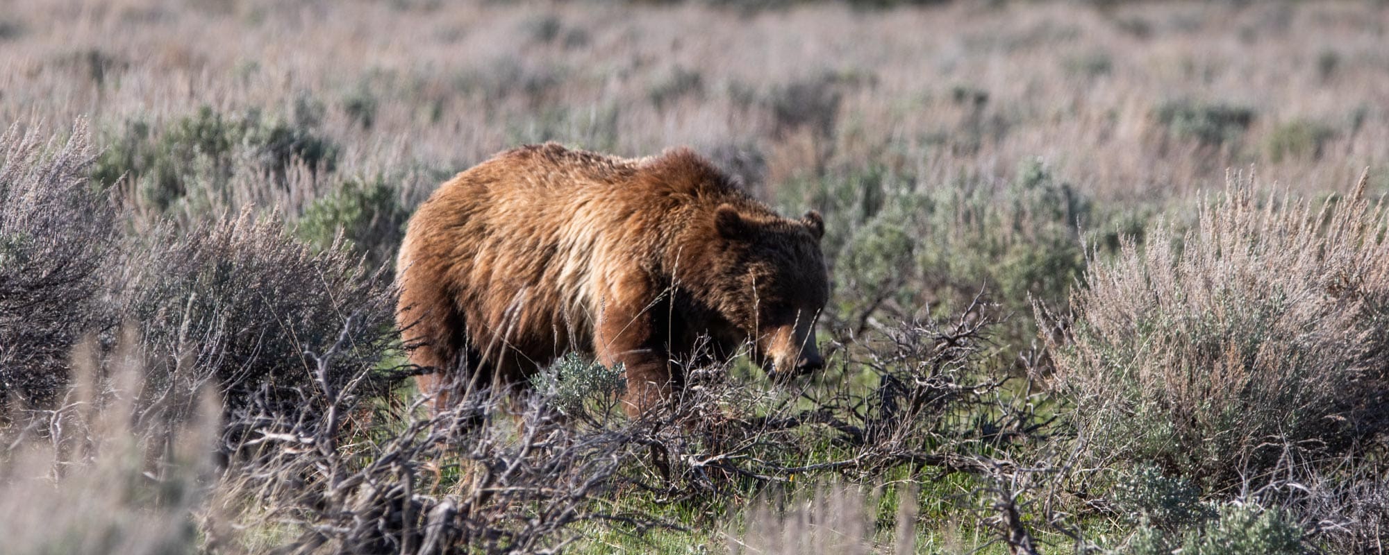 Grizzly bear 399 in Grand Teton National Park, Wyoming