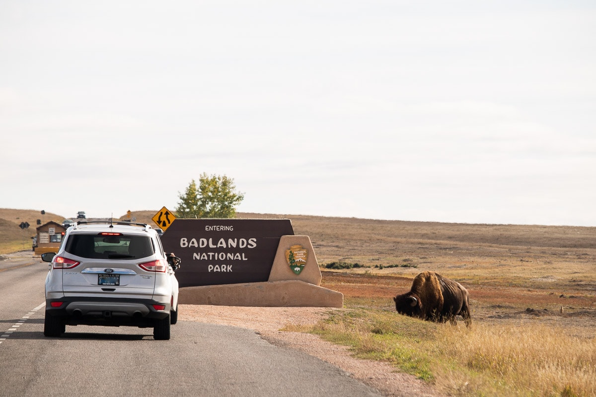 Bison and car at Badlands National Park entrance sign
