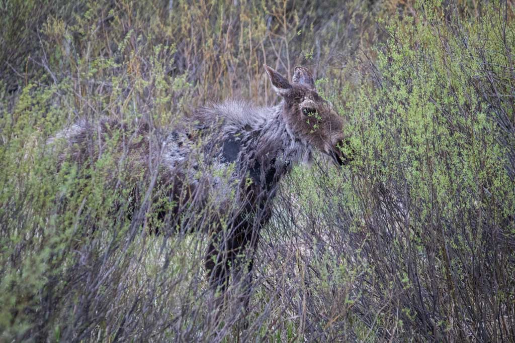 Moose near Blacktail Pond in Grand Teton National Park, Wyoming