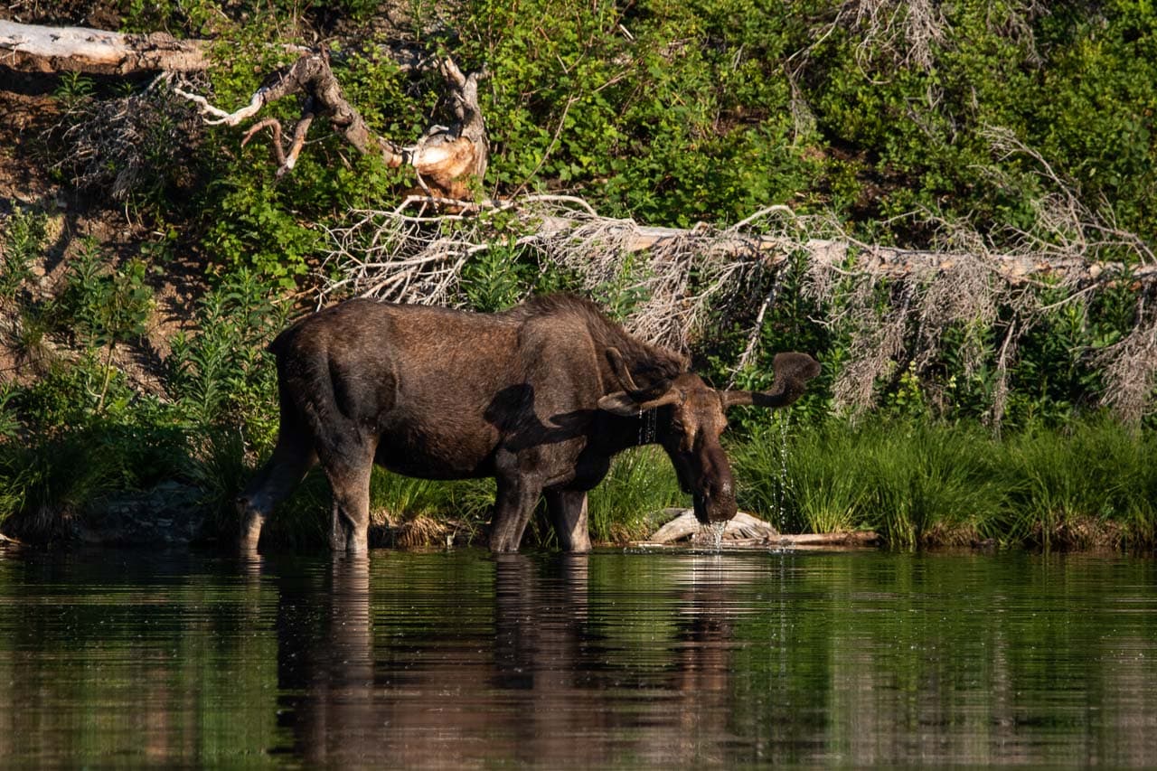 Moose in a pond near St. Mary Lake, Glacier National Park