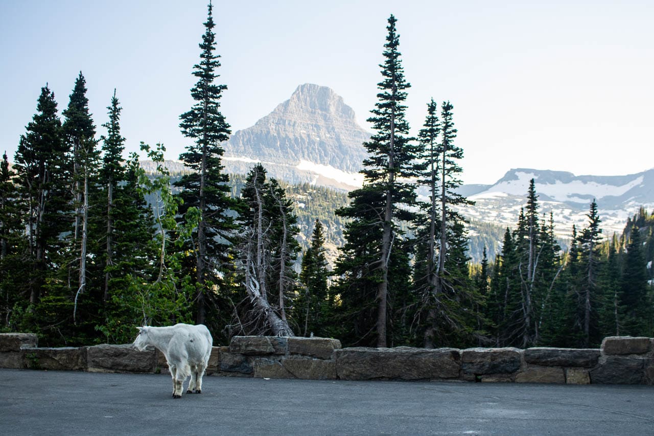 Mountain goat near Logan Pass, Glacier National Park's Going-to-the-Sun Road Highlights