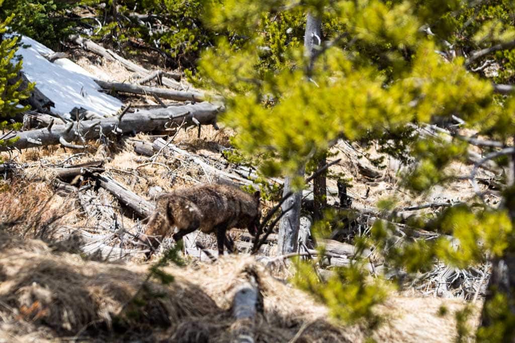 Wolf in the Hayden Valley, Yellowstone National Park