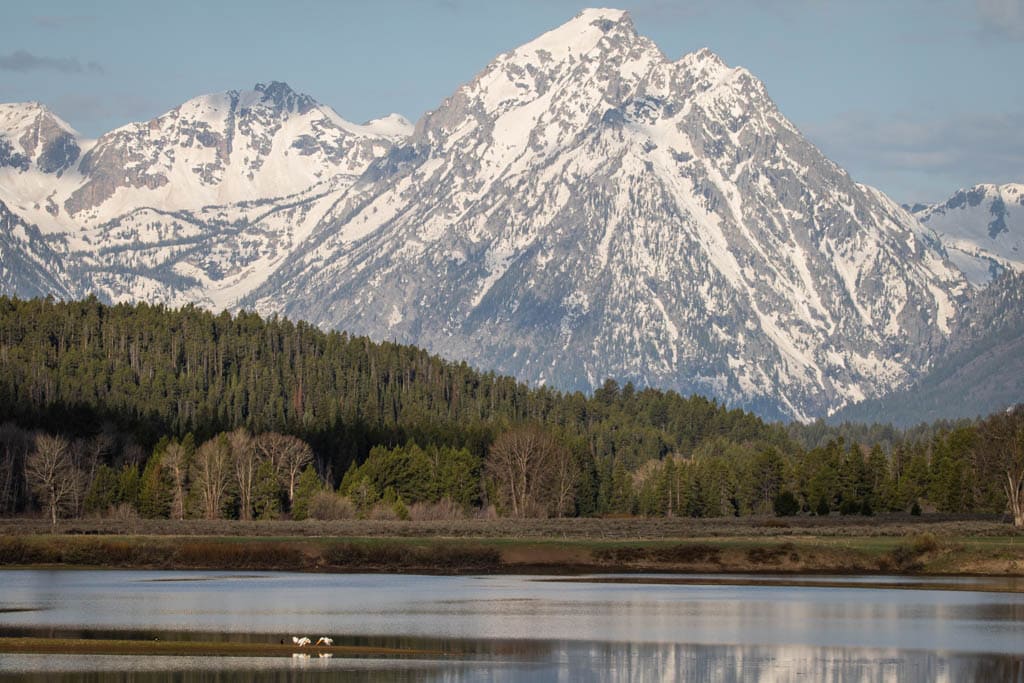 Birds at Oxbow Bend in Grand Teton National Park