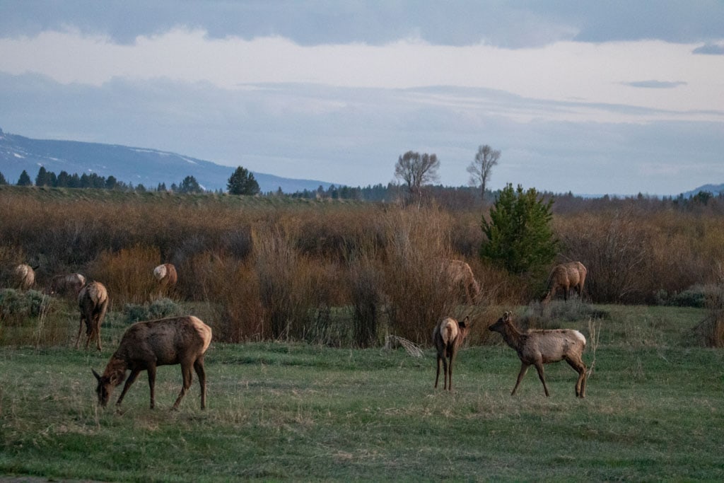 Elk at Willow Flats in Grand Teton National Park
