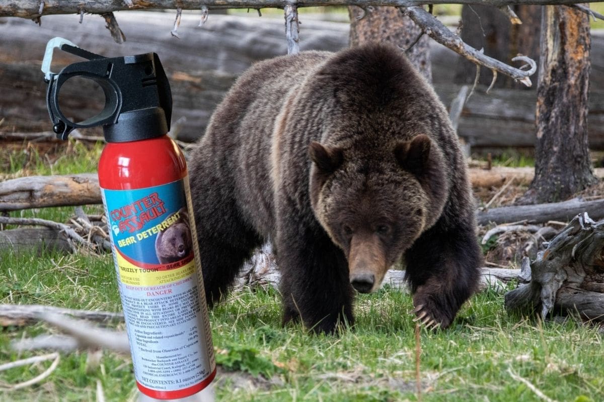 How to Use Bear Spray Correctly