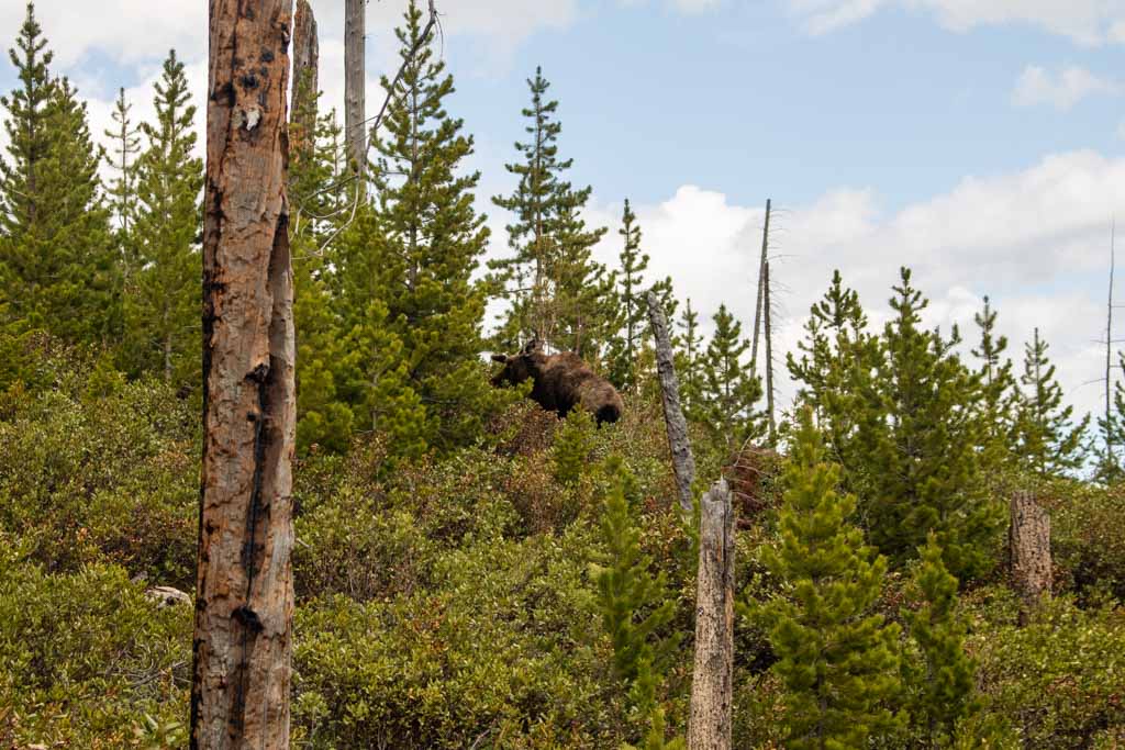Moose on Jenny Lake Trail, Grand Teton National Park