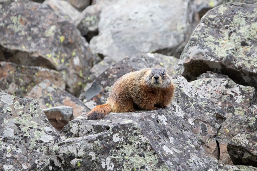 Yellow-bellied marmot in Grand Teton
