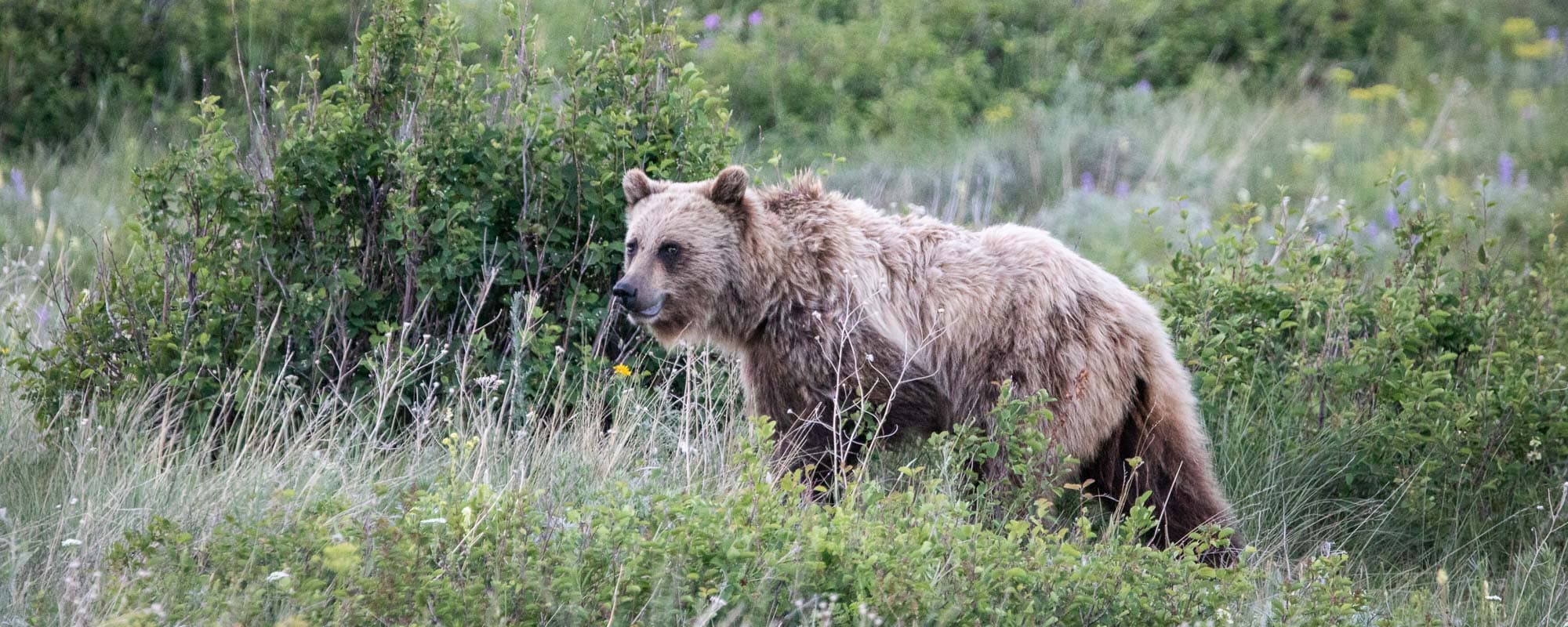 Glacier National Park - Grizzly bear