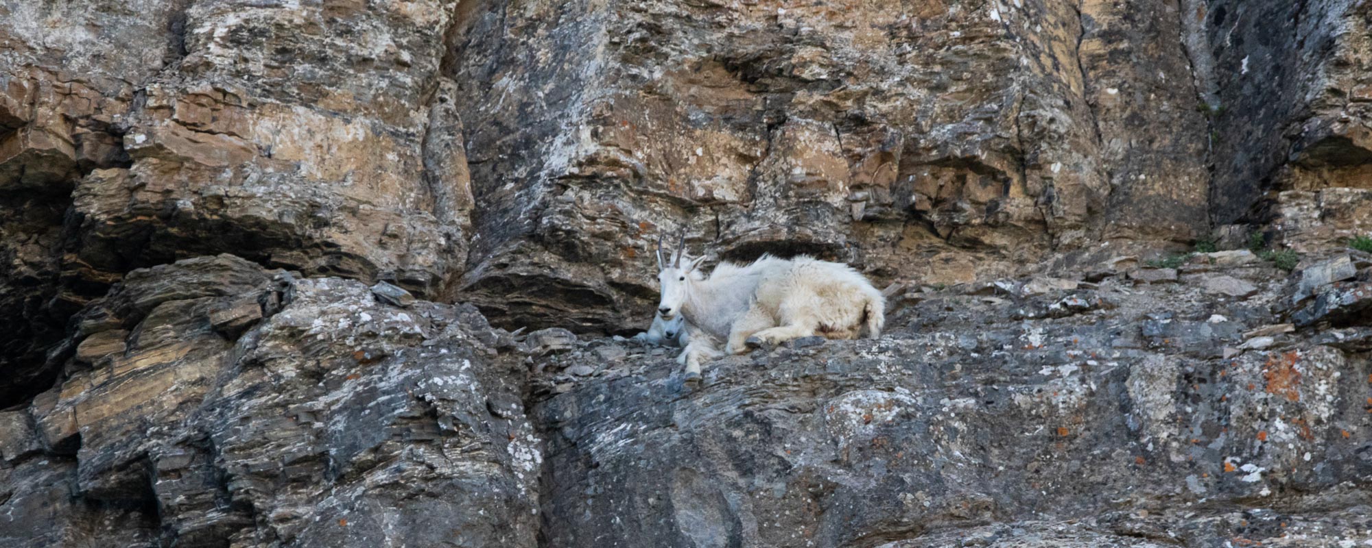 Glacier National Park - Mountain goats at Logan Pass