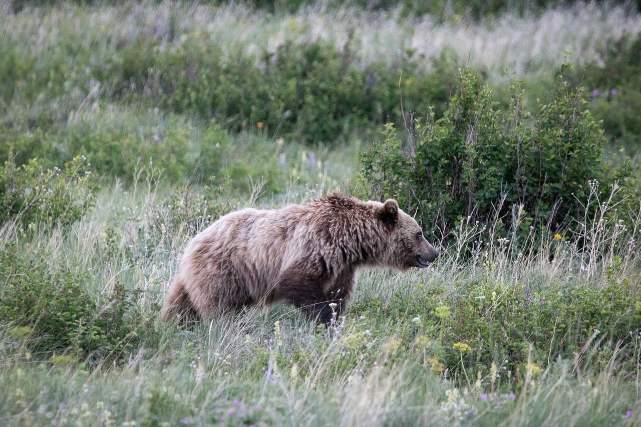 Grizzly bear in the Swiftcurrent Valley, Many Glacier, Glacier N.P.