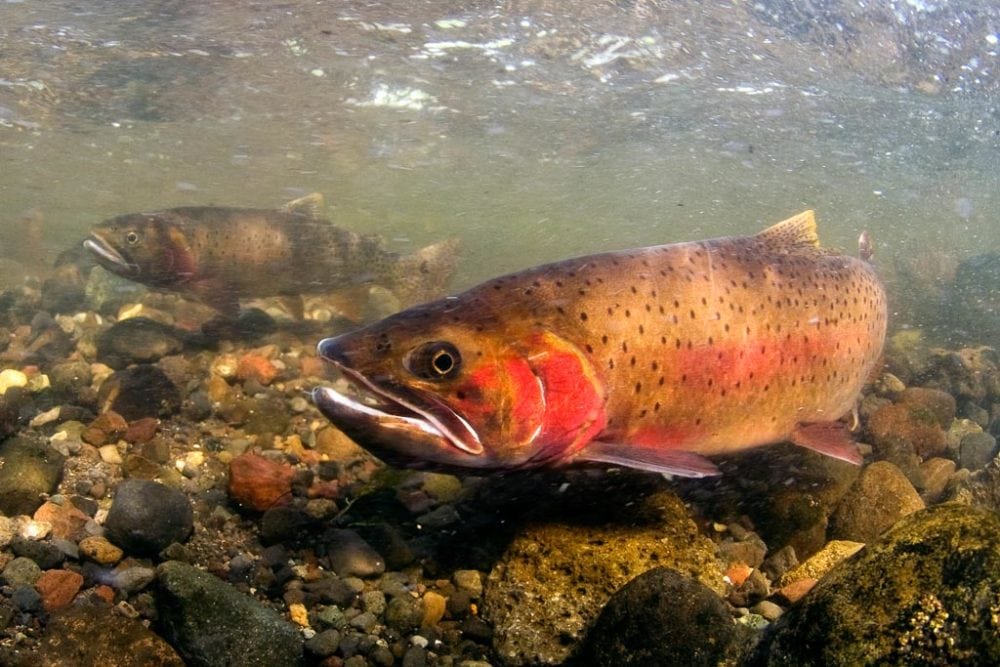 Spawning cutthroat trout, Lamar Valley, fishing closure in Yellowstone National Park - Photo credit NPS Jay Fleming