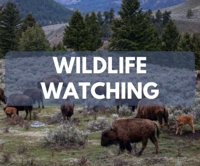 Wildlife Watching in National Parks