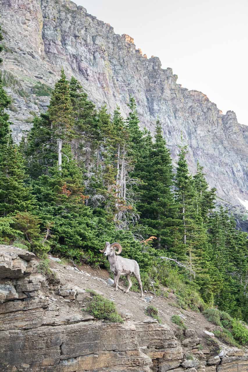 Bighorn sheep near Logan Pass, Going-to-the-Sun Road in Glacier National Park