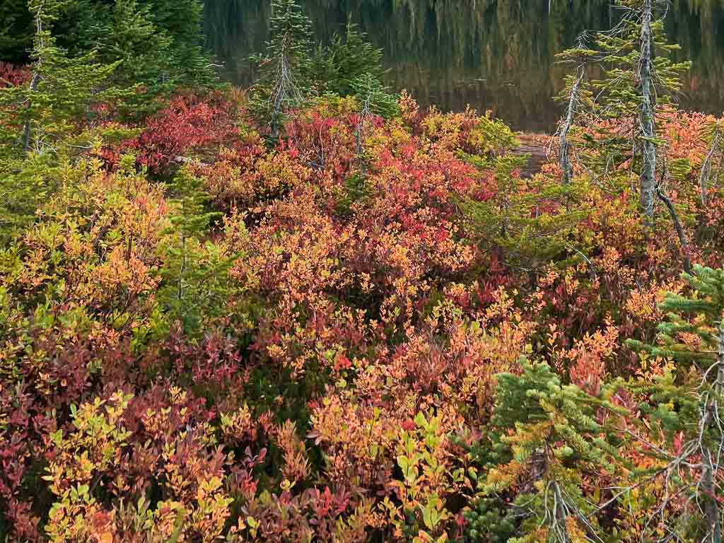 Fall foliage at Reflection Lakes, Mount Rainier National Park, Washington