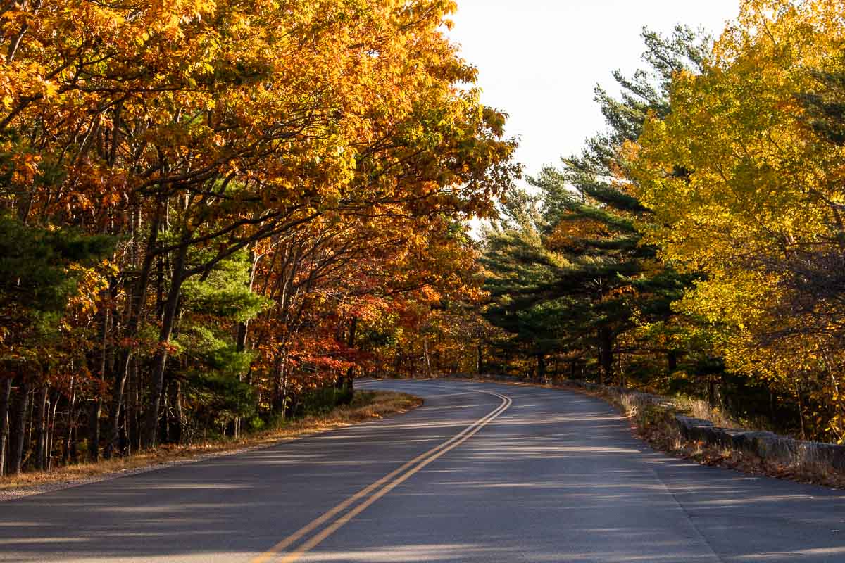Fall foliage on the Park Loop Road in Acadia National Park