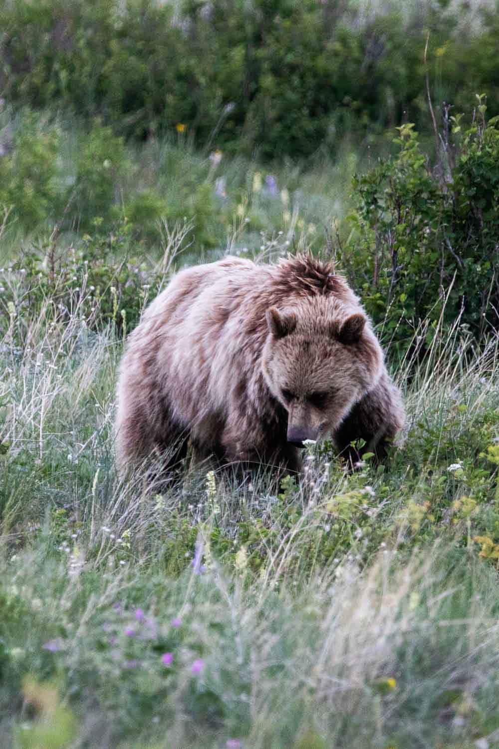 Grizzly bear in the Swiftcurrent Valley in Many Glacier, wildlife viewing in Glacier National Park, Montana