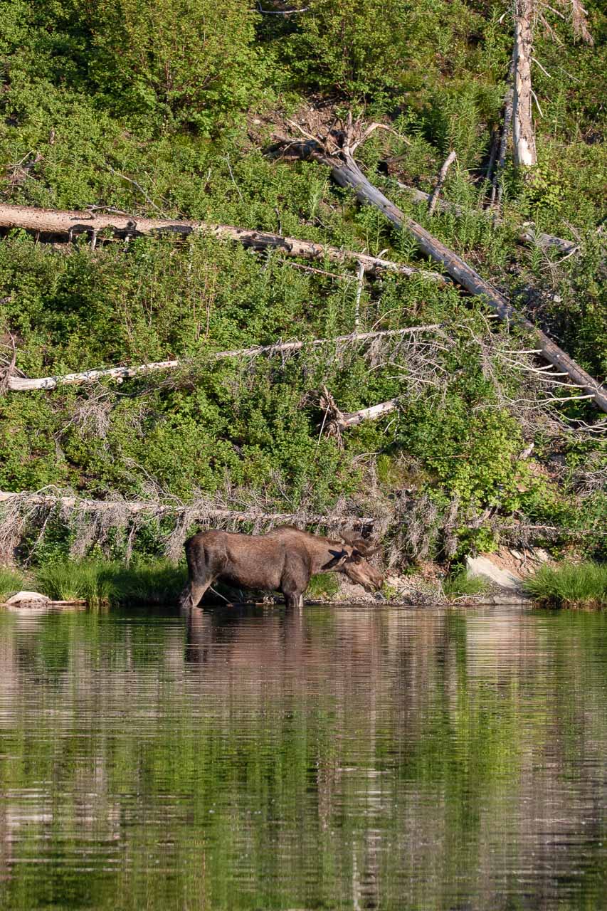 Moose at Lost Lake near St. Mary Lake, Glacier National Park