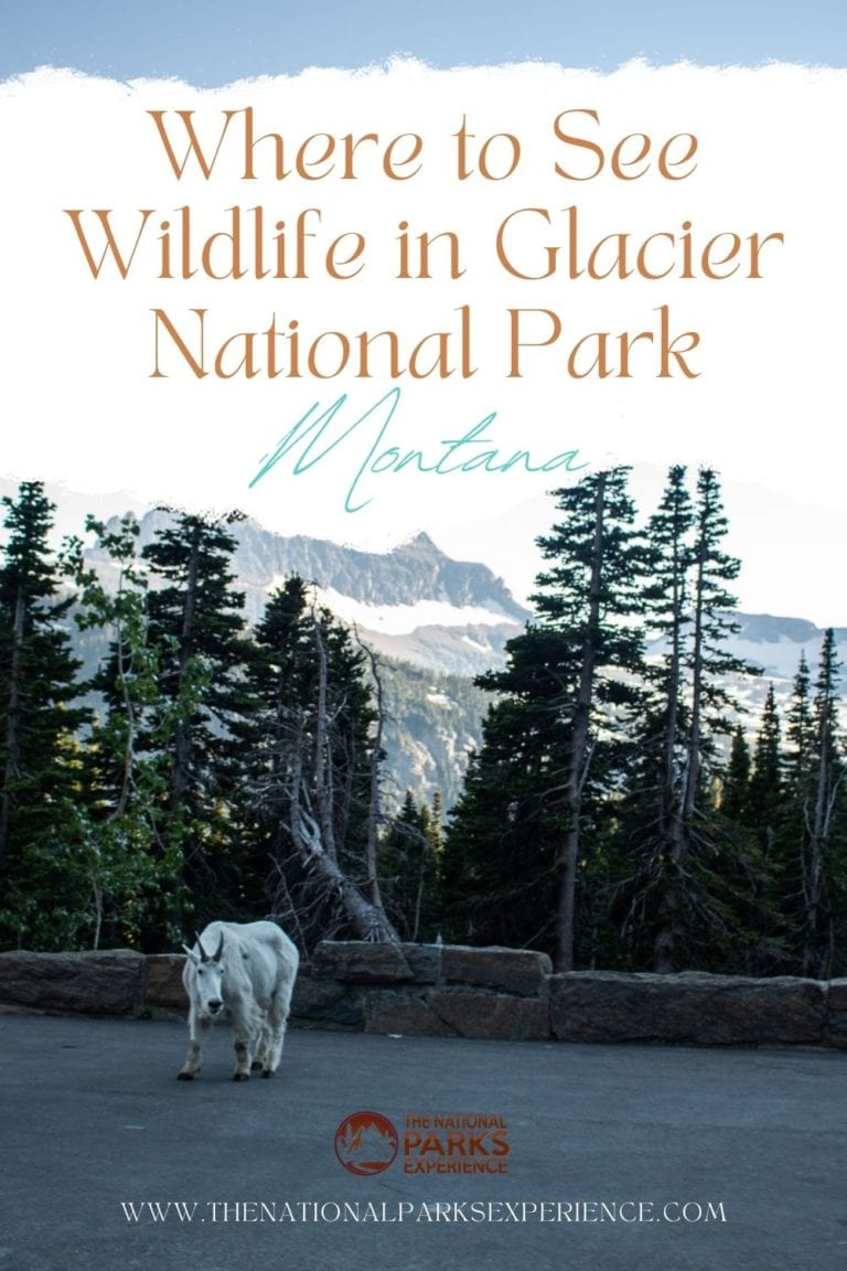 5 Best Places to See Wildlife in Glacier National Park The National
