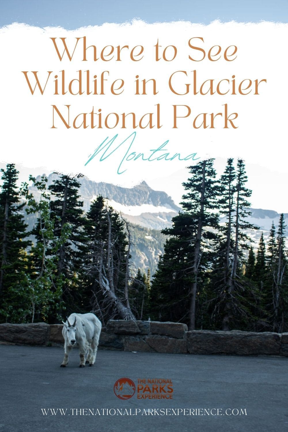 5 Best Places to See Wildlife in Glacier National Park - The National Parks  Experience